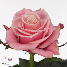 Rose oops