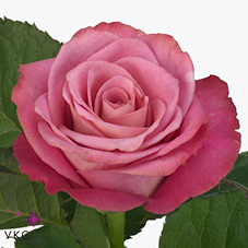 Rose opus