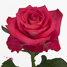Rose orchestra 40cm (Small-Headed)