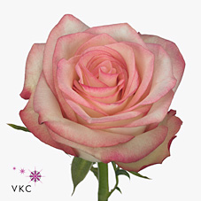 Rose paloma
