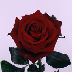Rose passion