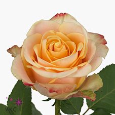 Rose pebbles 40cm (Small Headed)