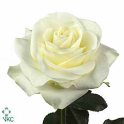 Rose polarstar
