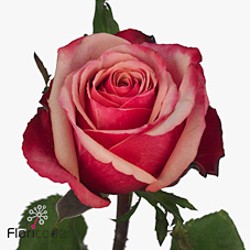 Rose pompidou
