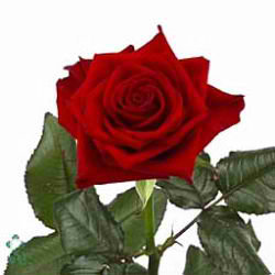 Rose prestige 60cm