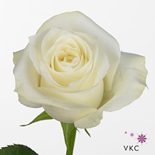 Rose proud