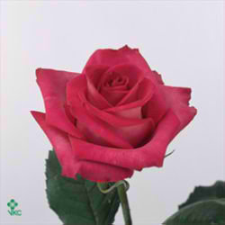 Rose Purple Cezanne