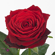Rose red desire