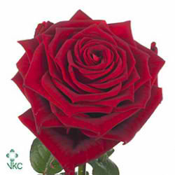 Rose red naomi 50cm