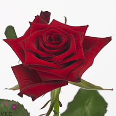 Rose red paris