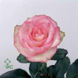 Rose revue