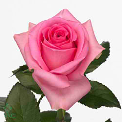 Rose rivival 40cm (Small-Headed)