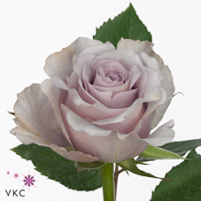 Rose safi
