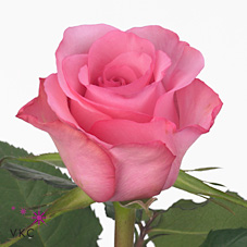 Rose sanoli