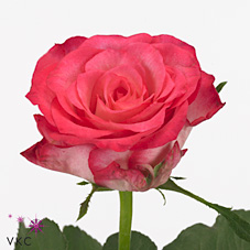 Rose silhouette