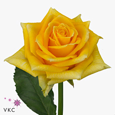 Rose spotlight