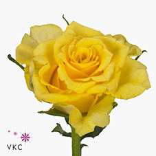 Rose sunray 40cm (Small-Headed)
