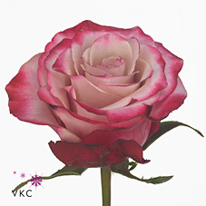 Rose Sweetberry