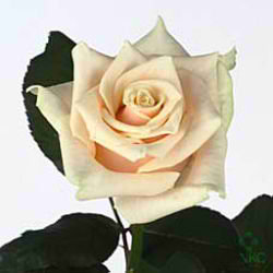 Rose talea