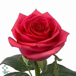 Rose tenga veng@ 50cm