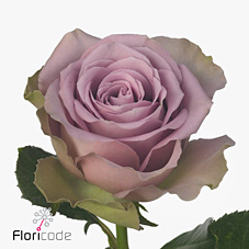 Rose tiara 40cm (Small Headed)