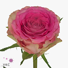 Rose time square