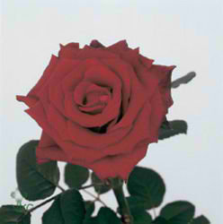 Rose torero 40cm (Small-headed)