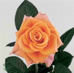 Rose trixx