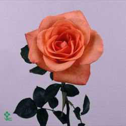 Rose tropical amazone