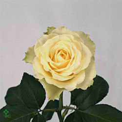 Rose twin 40cm (Small-Headed)