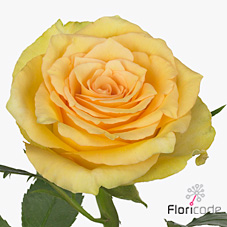Rose valencia 40cm (Small-Headed)