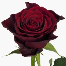 Rose valentine