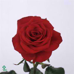 Rose valentino