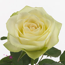 Rose wedding bell