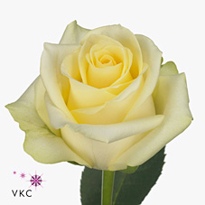 Rose White Magic