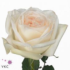 Rose white o'hara