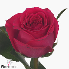Rose wink