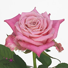 Rose yamin