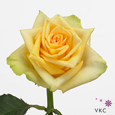 Rose Yellow Finess