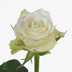 Rose aspen