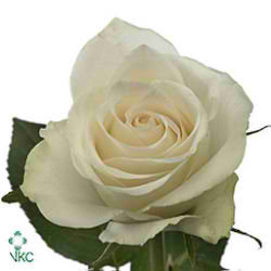 Rose athena 50cm