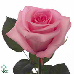 Rose blushing akito