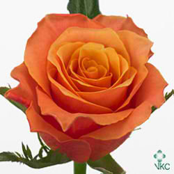 Rose Carpe Diem