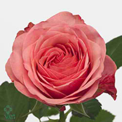 Rose king arthur