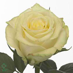 Rose magadi