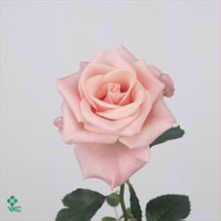 Rose poeme