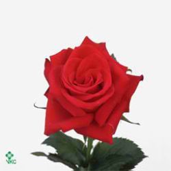 Rose red calypso