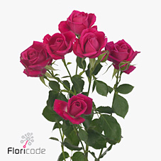 Rose Spray Alicia