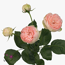 Rose Spray Bridal Piano