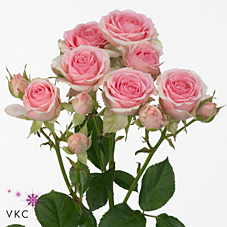 Rose Spray Dinara
